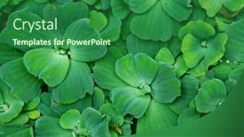  Presentation with aquatic - Theme consisting of leaves-of-pistia-stratiotes-water background and a forest green colored foreground