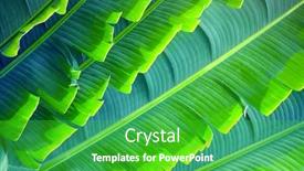  Presentation with light blue color - Cool new slide deck with leaves-of-ravenala-madagascariensis-traveller backdrop and a shamrock green colored foreground