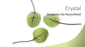  Presentation with dock - Presentation enhanced with leaves-of-red-veined-dock background and a white colored foreground