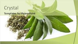  Presentation with sage - PPT theme having leaves of sage on a white background fresh and dry background and a soft green colored foreground