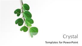  Presentation with dussehra - Colorful PPT theme enhanced with hindu - leaves of the apta tree backdrop and a white colored foreground