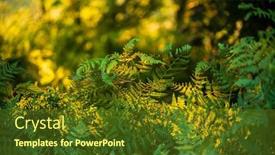  Presentation with fern sun - Slides having leaves-of-the-northern-fern background and a tawny brown colored foreground