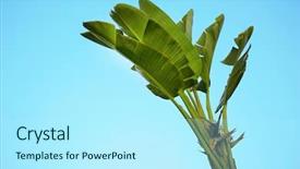  Presentation with banana palm - PPT theme consisting of leaves of tropical banana palm background and a  colored foreground