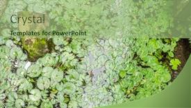  Presentation with garden pond - Presentation design enhanced with leaves-on-lotus-pond background and a mint green colored foreground