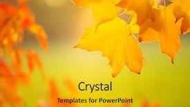  Presentation with abstract leaves - Audience pleasing presentation consisting of leaves on soft background free backdrop and a gold colored foreground