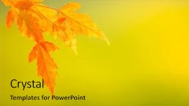  Presentation with abstract leaves - Beautiful presentation featuring leaves on soft background free backdrop and a light gray colored foreground