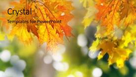  Presentation with oak forest - Cool new slides with leaves on the branches backdrop and a gold colored foreground