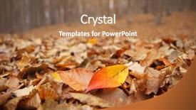  Presentation with autumn leaves - Theme consisting of leaves on the forest ground background and a coral colored foreground