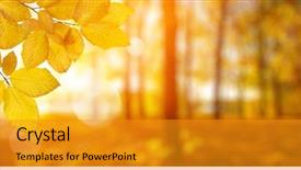 Presentation with fall leaves - Slide deck featuring leaves on the sun fall background and a gold colored foreground