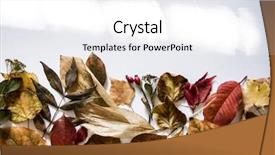  Presentation with green leaves coriander lay - Cool new slide deck with leaves on white background flat backdrop and a white colored foreground