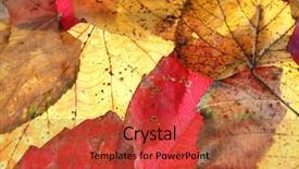  Presentation with fall leaves border autumn - Colorful PPT layouts enhanced with leaves perfect for seasonal use backdrop and a red colored foreground
