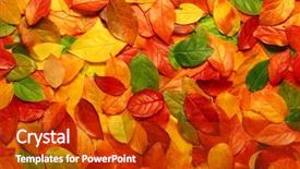  Presentation with autumn leaves - Cool new PPT theme with leaves perfect for seasonal use backdrop and a crimson colored foreground