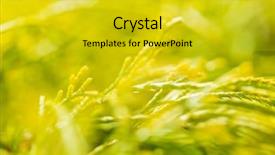  Presentation with cannabis marijuana leaves in the wind - PPT layouts with leaves swaying in the wind background and a gold colored foreground