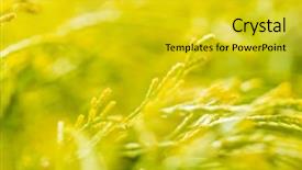  Presentation with wind - Colorful slide deck enhanced with leaves swaying in the wind backdrop and a gold colored foreground