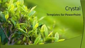  Presentation with tea leaves - Theme consisting of leaves tea close up background and a yellow colored foreground