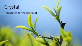  Presentation with tea leaves - Slides with leaves tea close up background and a light blue colored foreground