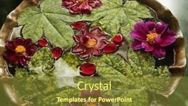  Presentation with tropical leaves and flowers - Beautiful presentation theme featuring birdbath mussoorie dehradun district uttarakhand backdrop and a tawny brown colored foreground