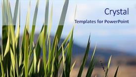  Presentation with retreat - Cool new presentation theme with retreat park - plant leaves with soft focus backdrop and a sky blue colored foreground