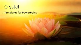  Presentation with pink lotus flower - PPT layouts enhanced with leaves with sun light background and a white colored foreground