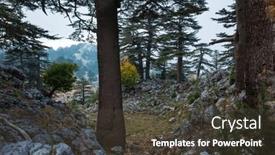  Presentation with family tree - Slides having lebanese-cedar-tree-forest-rare and a  colored foreground