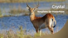  Presentation with pentecost red flame - PPT layouts enhanced with deadline - 3d illustration of better now background and a light gray colored foreground