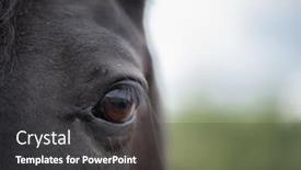  Presentation with eyelashes - Theme enhanced with left brown eye with eyelashes and short hair around of black mare or racehorse in natural environment background and a dark gray colored foreground