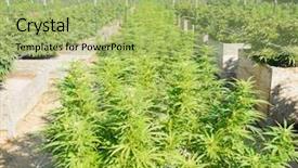 Presentation with cannabis - Theme enhanced with legal cannabis farm in washington background and a mint green colored foreground