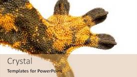  Presentation with feet - Presentation theme having legs-and-feet background and a gold colored foreground