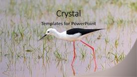  Presentation with hacker in pink and black - PPT theme consisting of legs walking on shallow water background and a light gray colored foreground