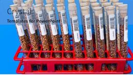  Presentation with science plant - PPT theme enhanced with legume-with-wheat-genetically-modified background and a  colored foreground