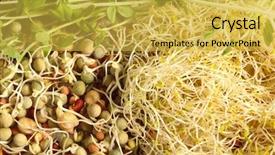  Presentation with peas - PPT layouts consisting of legumes including chickpeas mung bean background and a yellow colored foreground