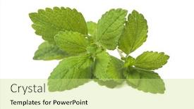  Presentation with green leaf - Presentation theme featuring lemon-balm-fresh-green-leaf background and a yellow colored foreground