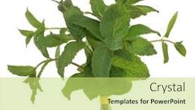  Presentation with posy - Presentation theme featuring lemon balm herb leaf posy isolated over white background background and a yellow colored foreground