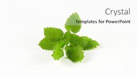  Presentation with lemon - Audience pleasing slide set consisting of lemon balm leaves on white background backdrop and a white colored foreground