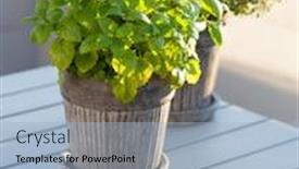  Presentation with herb for skin - Presentation design enhanced with lemon-balm-melissa-and-thyme background and a light blue colored foreground