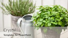  Presentation with thyme - Amazing slide deck having lemon-balm-melissa-and-thyme backdrop and a lemonade colored foreground