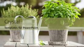  Presentation with container - Presentation design with lemon-balm-melissa-and-thyme background and a yellow colored foreground