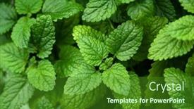  Presentation with herb - PPT layouts enhanced with lemon-balm-melissa-herb-leaf background and a forest green colored foreground