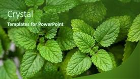  Presentation with herb - Presentation design consisting of melisa - lemon balm melissa herb leaves background and a forest green colored foreground