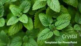  Presentation with herb - Amazing slide deck having melisa - lemon balm melissa herb leaves backdrop and a forest green colored foreground