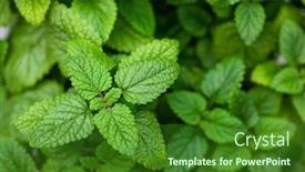  Presentation with herb - Beautiful theme featuring lemon-balm-melissa-herb-leaves backdrop and a forest green colored foreground