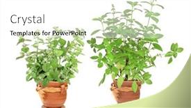  Presentation with peppermint - Presentation theme featuring lemon-basil-hoary-basil-ocimum background and a white colored foreground