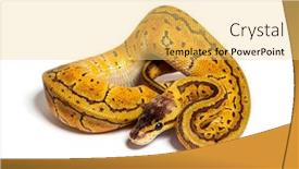  Presentation with python - Presentation design featuring lemon-blast-ball-python-python background and a yellow colored foreground
