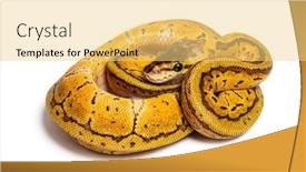  Presentation with python - Presentation featuring lemon-blast-ball-python-python background and a yellow colored foreground