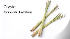 Presentation with lemon grass - Cool new slides with lemon grass backdrop and a white colored foreground