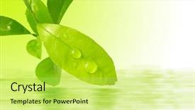  Presentation with lemon in sparkle water - Colorful slides enhanced with lemon leaves reflecting on water backdrop and a yellow colored foreground