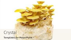  Presentation with mushrooms - PPT theme having lemon-oyster-mushrooms-grown background and a lemonade colored foreground