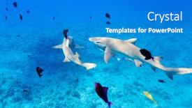  Presentation with sharks - Audience pleasing presentation consisting of lemon-sharks-swim-among-fish backdrop and a teal colored foreground