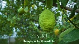  Presentation with greenhouse - PPT theme with lemon-tree-in-the-greenhouse background and a tawny brown colored foreground