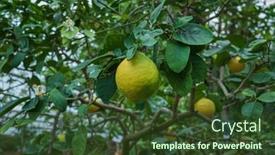  Presentation with greenhouse - Presentation theme consisting of lemon-tree-in-the-greenhouse background and a tawny brown colored foreground